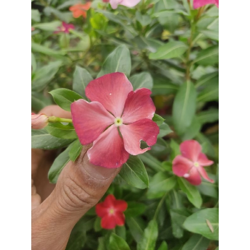tanaman hias bunga vinca import-periwinkle tapak dara-jenis import