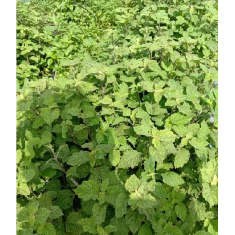 bibit Nilam /setek nilam asli wangi Segar 10 batang