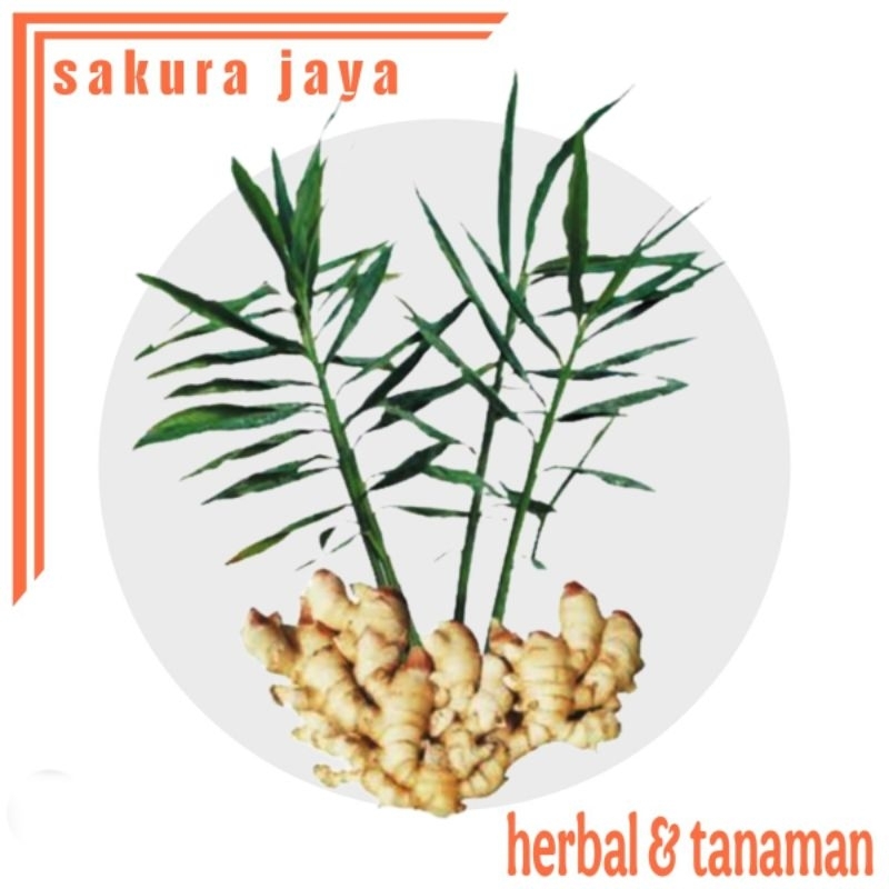 

Bibit jahe merah//Jahe gajah//Jahe emprit