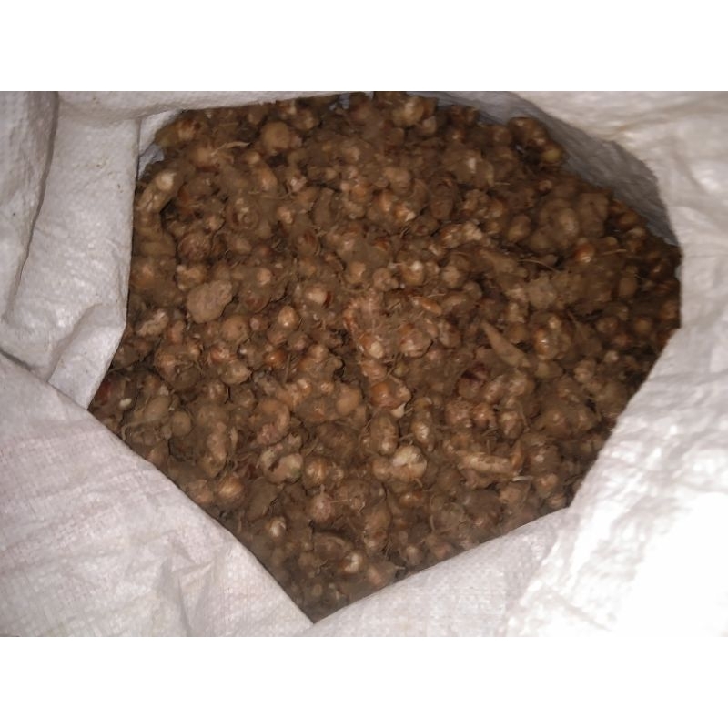 

kencur segar 1kg,kencur super pilihan