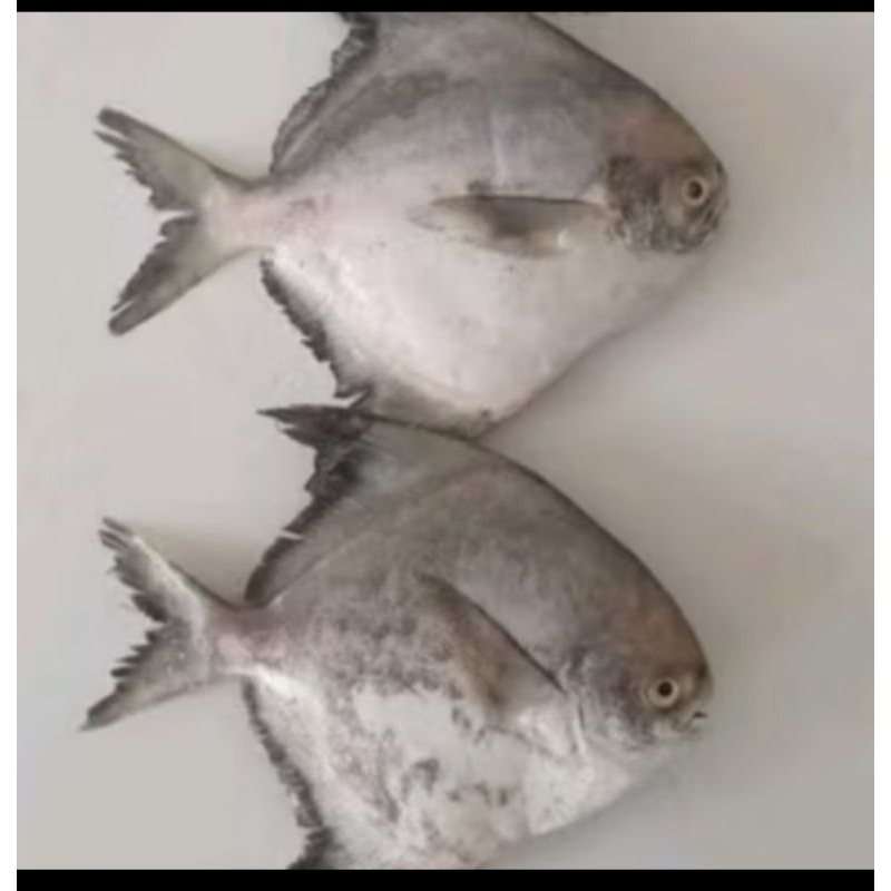 

ikan bawal hitam 1kg