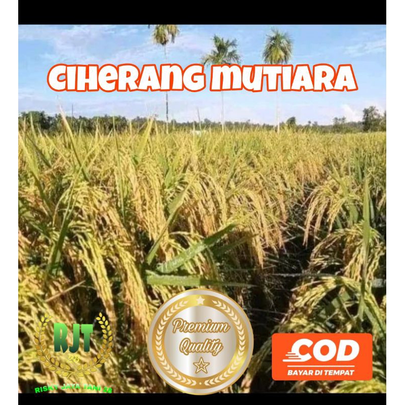 BENIH PADI CIHERANG MUTIARA KEMASAN 1KG