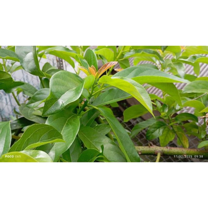 

DAUN ALPUKAT SEGAR - 100 lembar