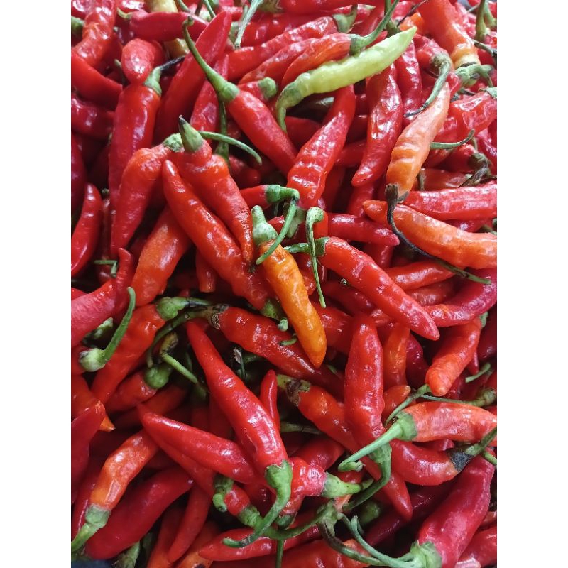 

Cabai rawit merah