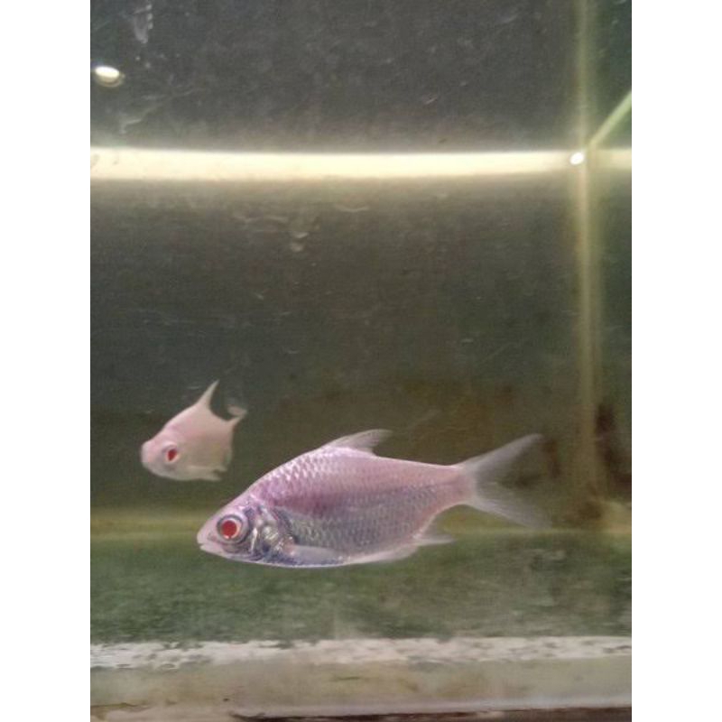 kebutuhan hiasan kaviat platinum