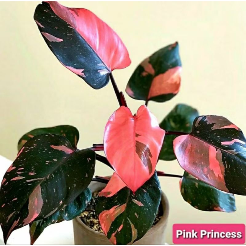 Tanaman Hias Philo Pink princes