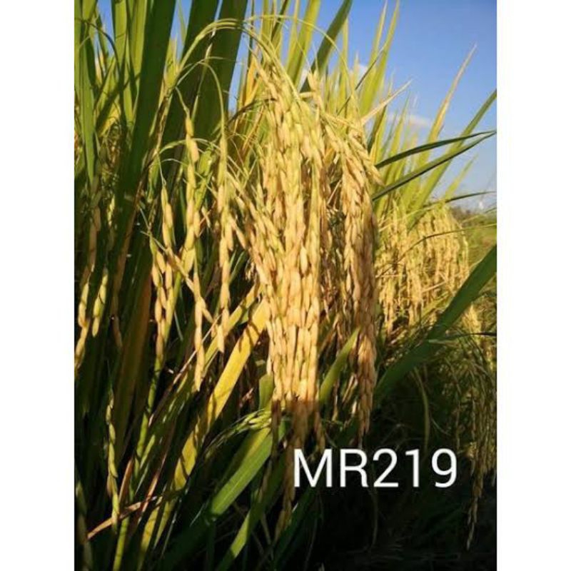 1kg benih padi mr 219 super bibit unggul