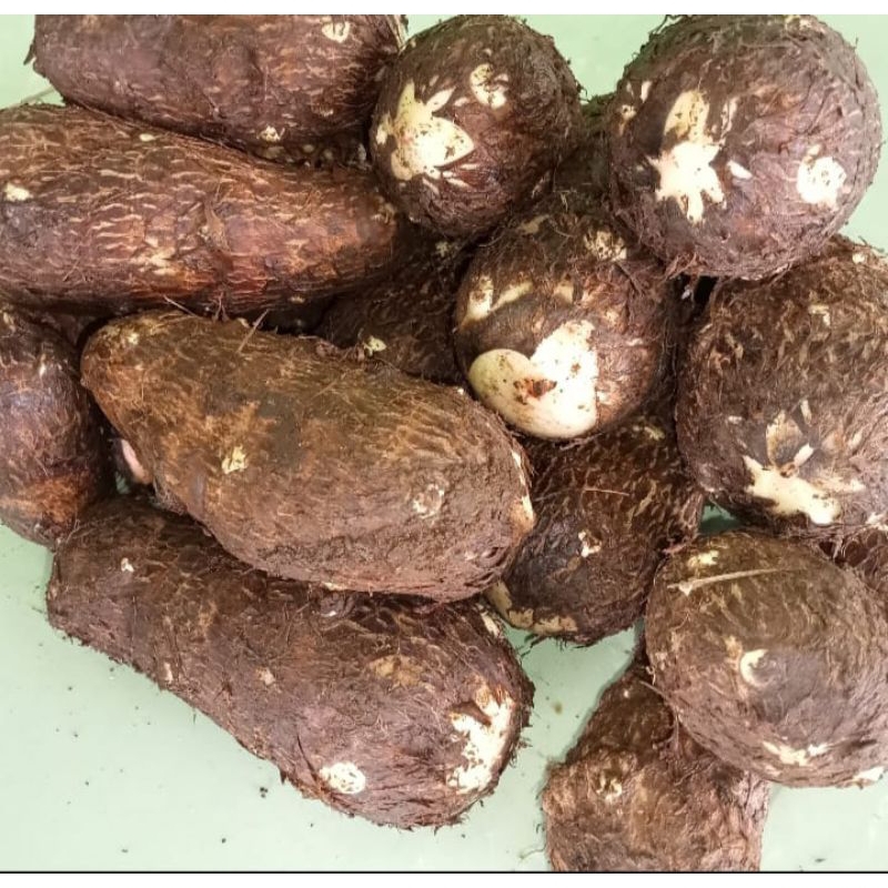 

Talas belitung kimpul tua sufer fresh 1kg herbal