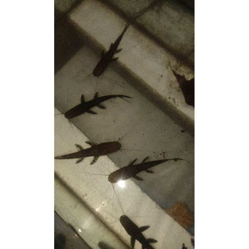 kebutuhan hiasan Tiger catfish tsn