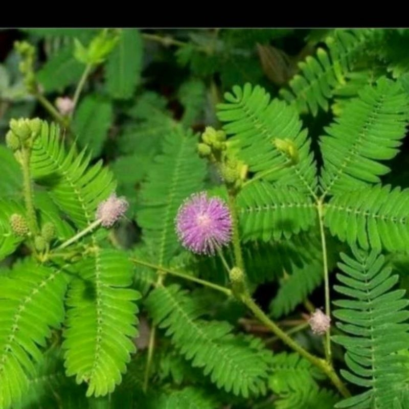 

daun putri malu 500g