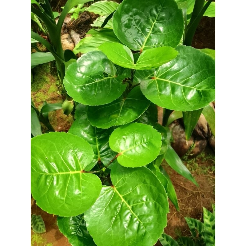 

50 LEMBAR Daun Mangkokan Segar - Daun Herbal & Obat Rambut Alami