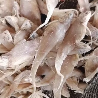 

Ikan Asin Jentir/Bulu Ayam