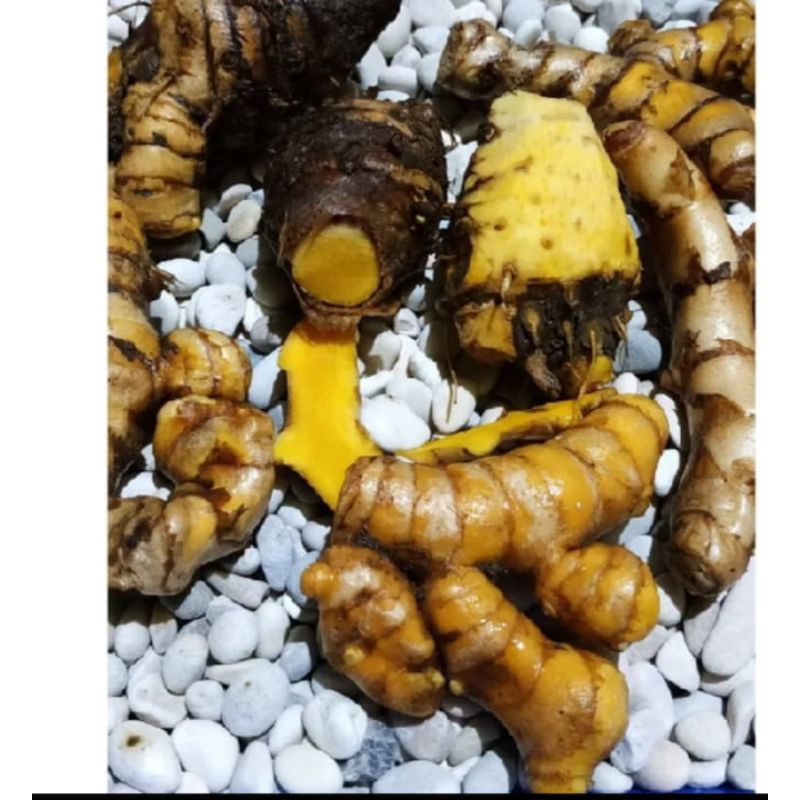 

Temu glenyeh segar 1kg