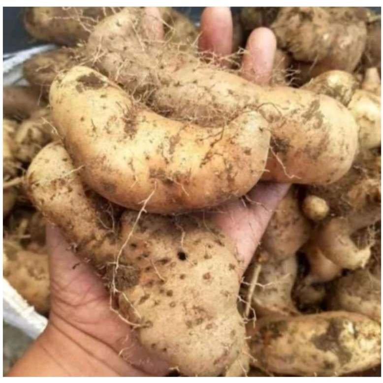 

Ubi Gembili Segar 1 Kg – Umbi Tradisional Kaya Serat & Nutrisi | Cocok untuk Diet & Olahan Sehat