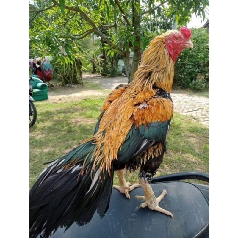 Telur ayam Bangkok Wiring kuning ORI siap di Tetaskan