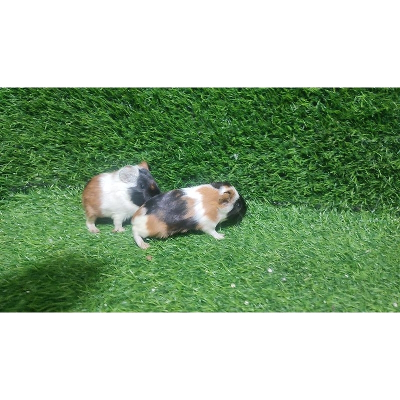 Marmut guineapig marmoot american marmut lurus marmut jabrig