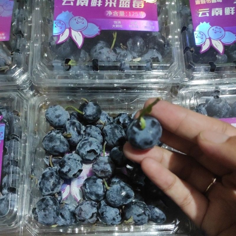 Buah Blueberry Segar / Fresh Blueberry kemasan Pack