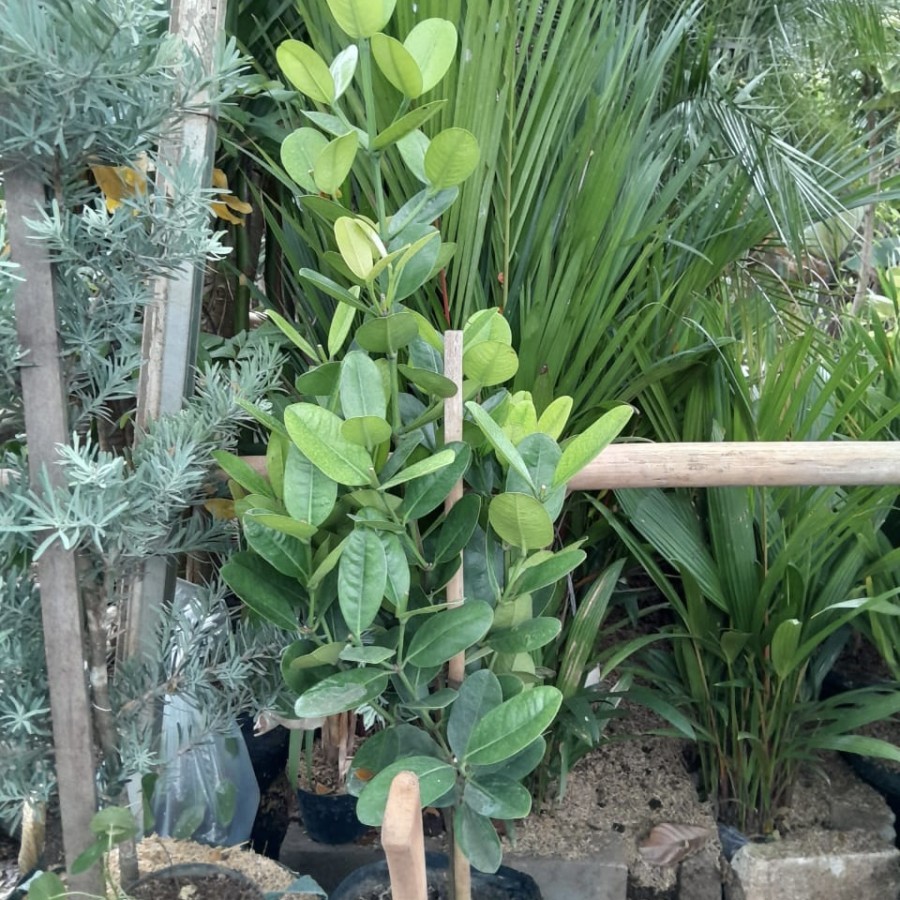 Tanaman hias pohon Garcinia / Pohon Nangka Taiwan / garcinia combogia fukug
