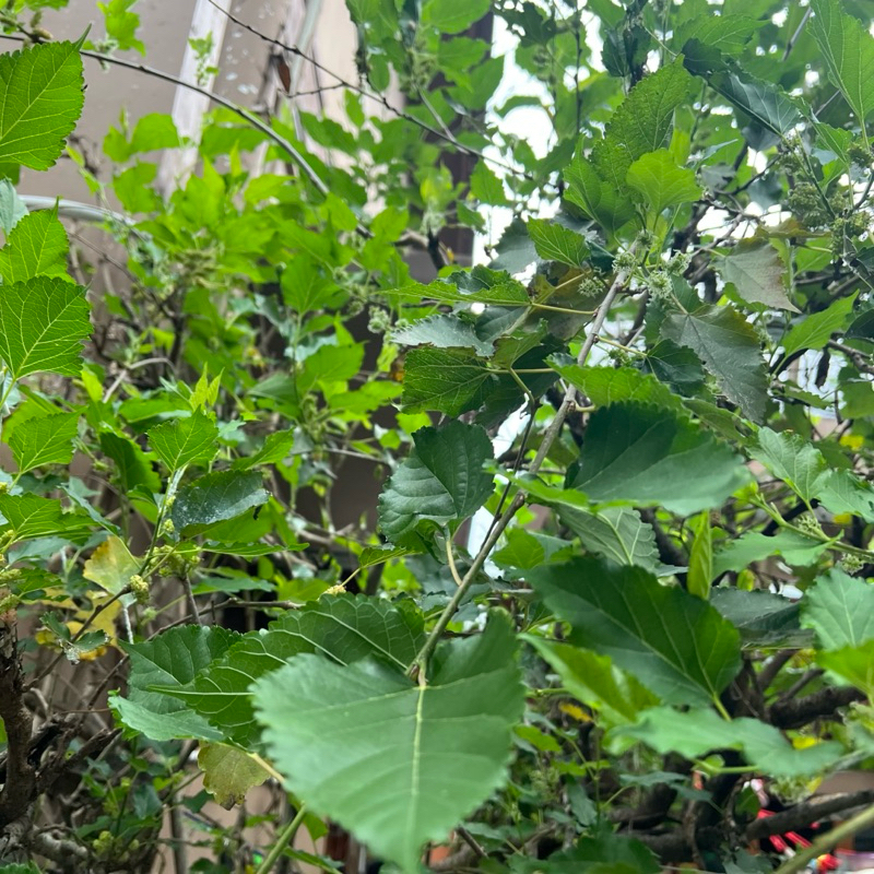 

(10 helai) Daun Mulberry Murbei Murbe SEGAR Detoks Antioksidan Detok Pakan Ulat Sutra