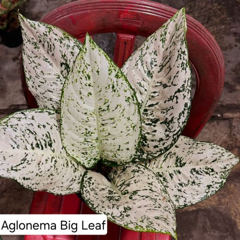 ( GRATIS ONGKIR ) Aglonema Big Leaf Tanaman Hias Bunga Aglaonema Murah Merah BUKAN bonggol bibit - t