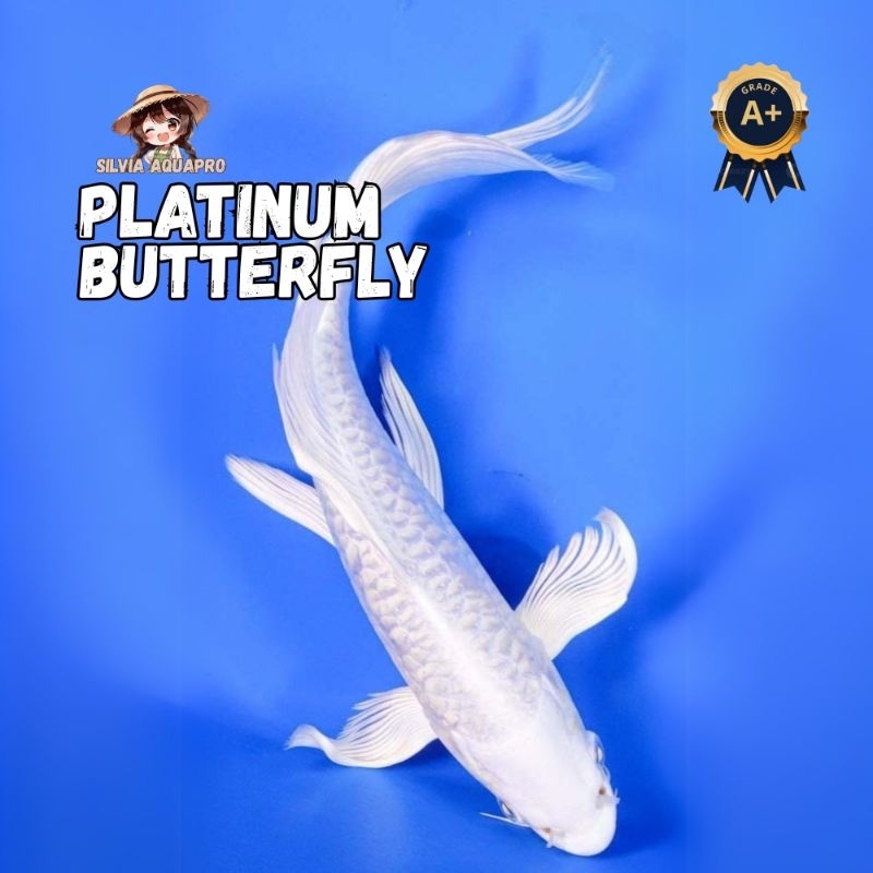 Koi Platinum Butterfly Size 15-20cm Grade A
