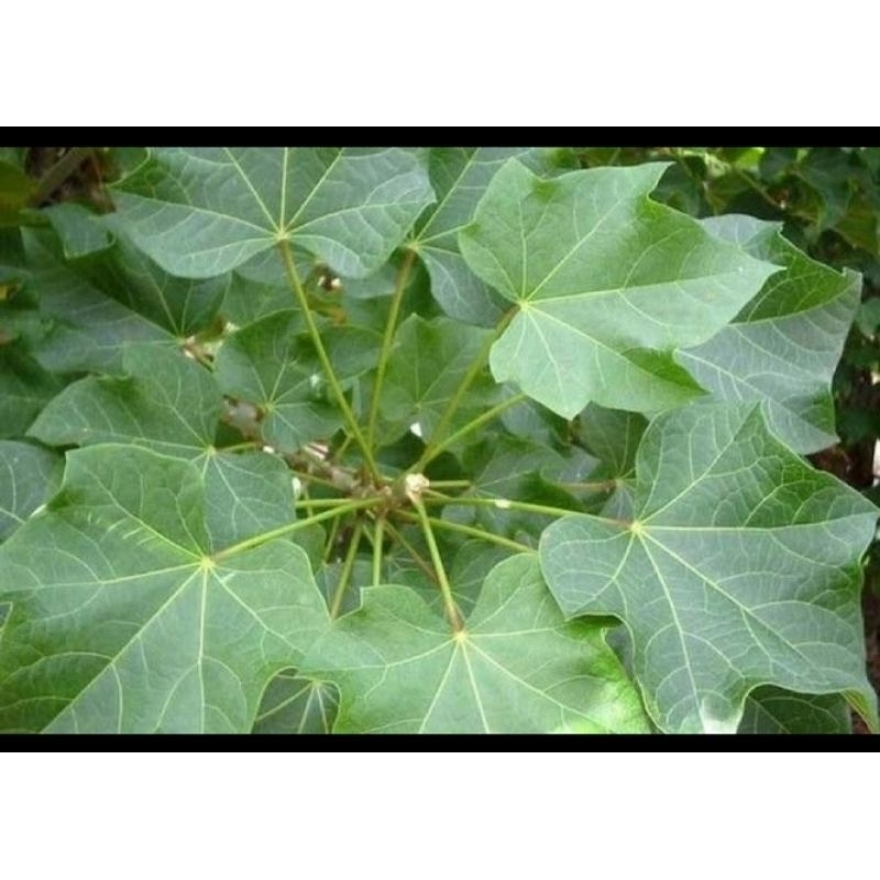 

daun jarak 20 lembar