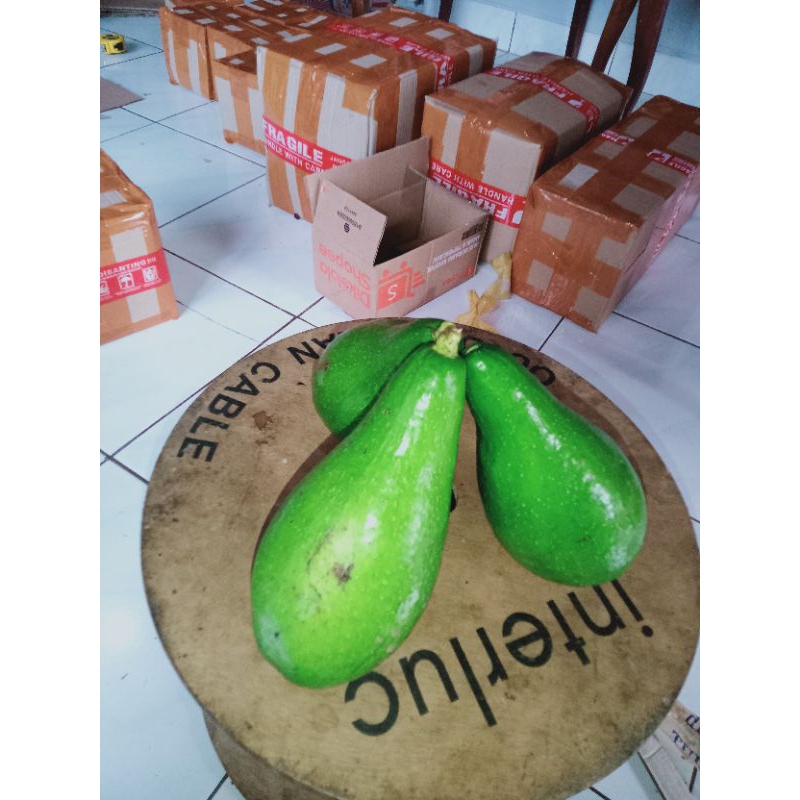 

alpukat muria ( 1 kg ) isi 3-4