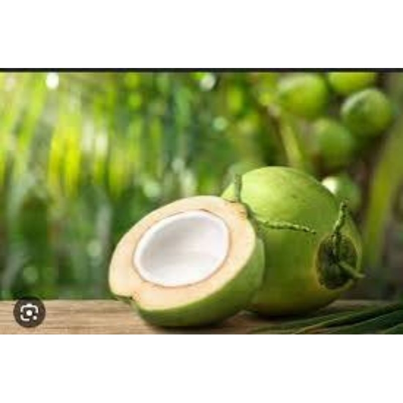 

kelapa muda ukuran besar