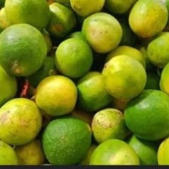 

jeruk nipis 1kg segar di petik ketika ada pesanan