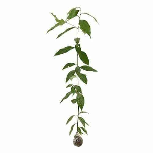 Bibit Tanaman Pohon Kayu Manis Unggul