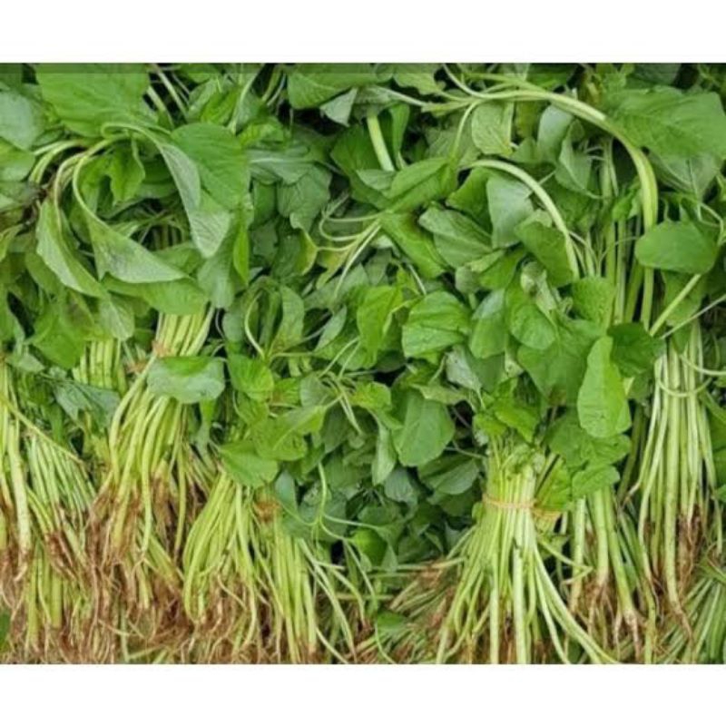 

Sayur bayam kecil 1 ikat segar fresh pasar pagi