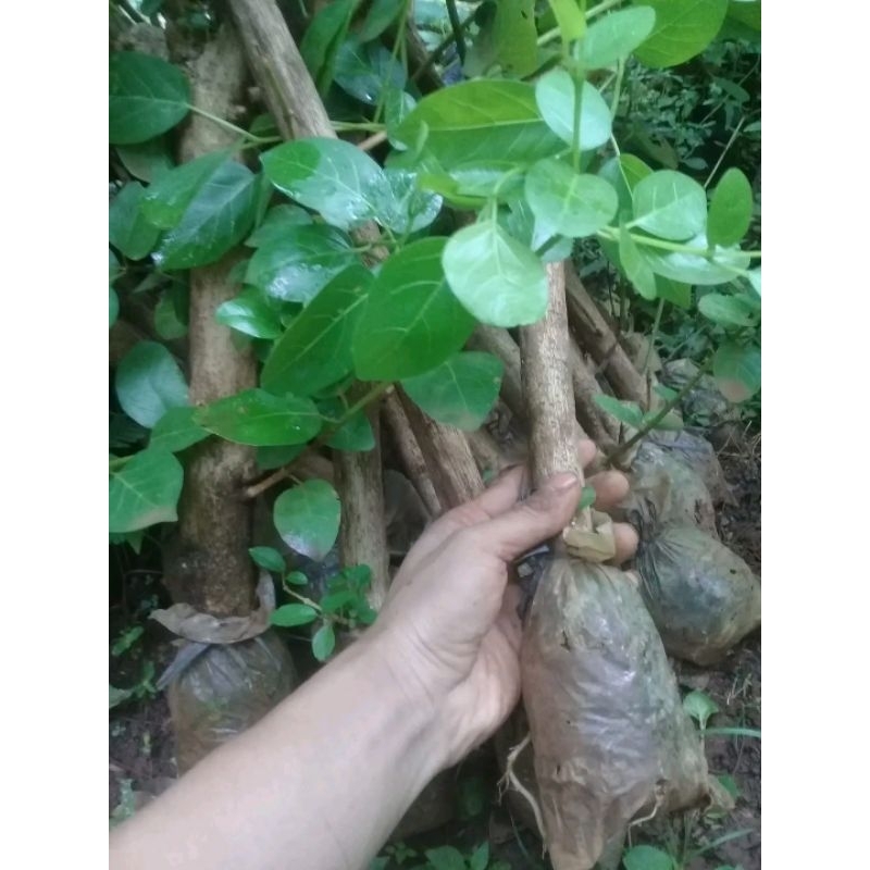 Bahan Sancang 3 Batang besar,