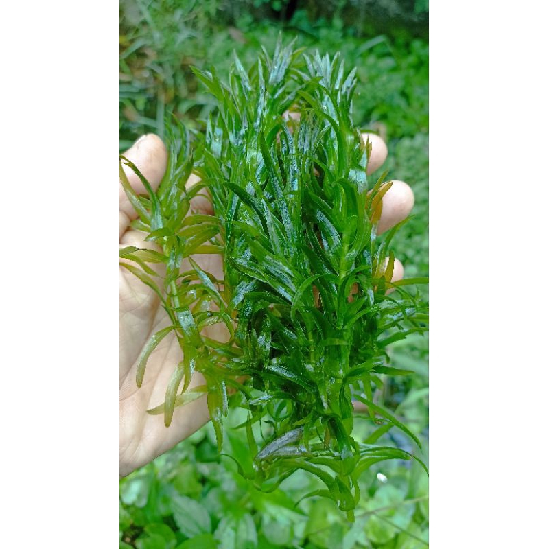 Tanaman aquascape Egeria 50 batang