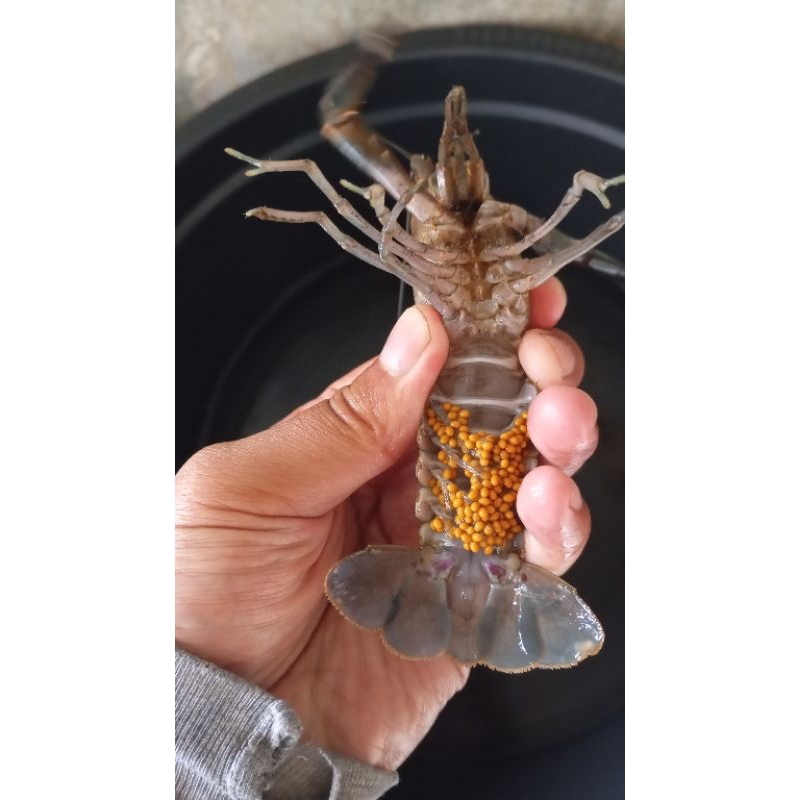 

sp4sang lobster air tawar jenis konsumsi super