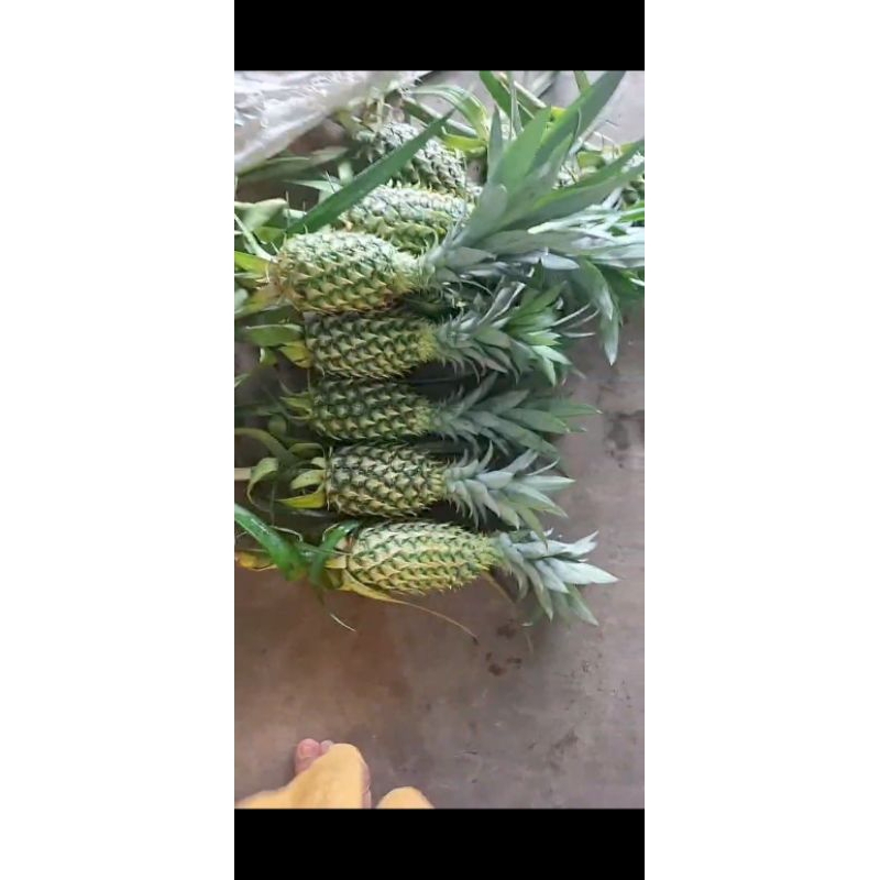 

PELANCAR HAID Alias Nenas Muda Hutan tunas 1 Buah