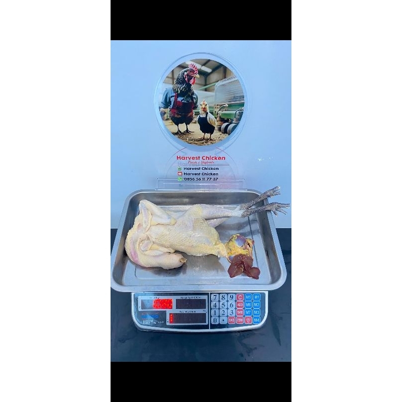 

Ayam kampung asli / liar dari jawa