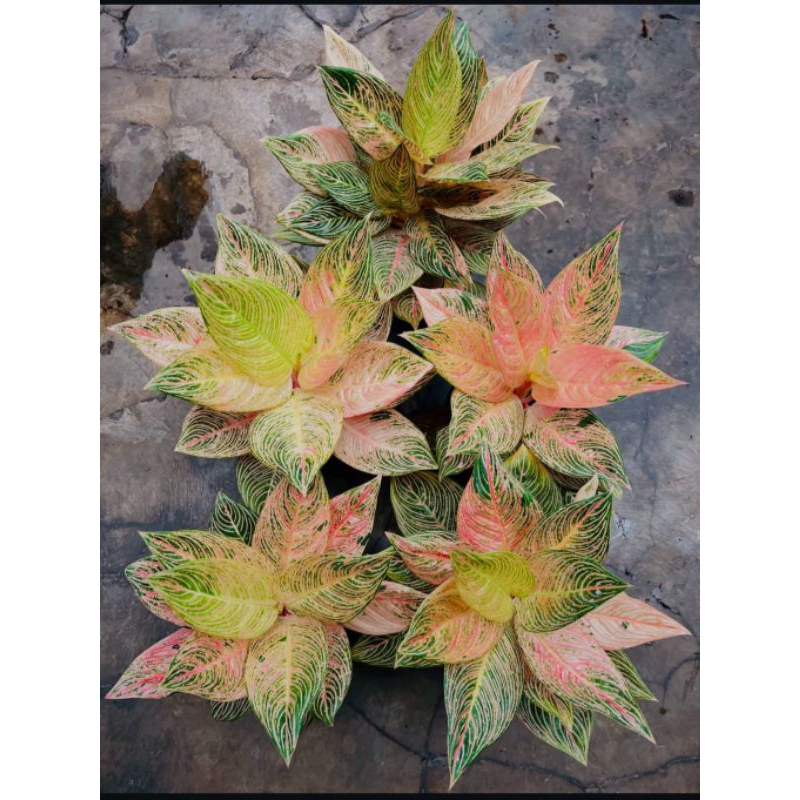 ( GRATIS ONGKIR ) Aglonema Golden Hope Mutasi Tanaman Hias Bunga Aglaonema Murah Merah BUKAN bonggol