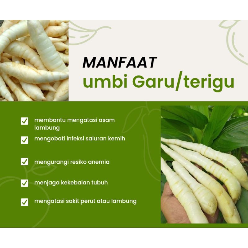 

umbi garut /terigu menjaga pencernaan dan asam lambung