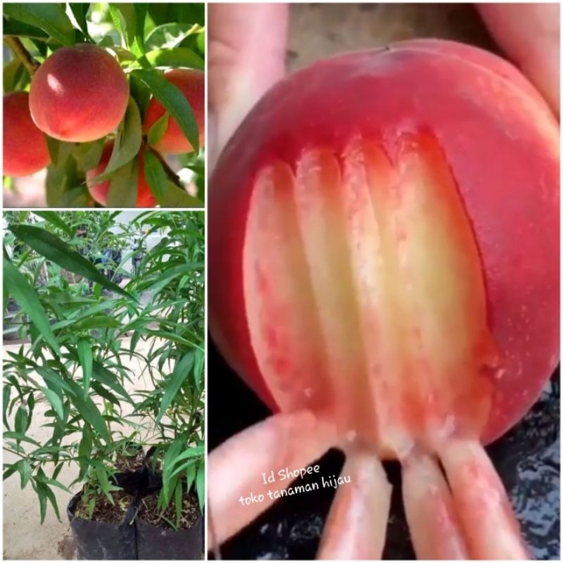 Bibit Buah Persik