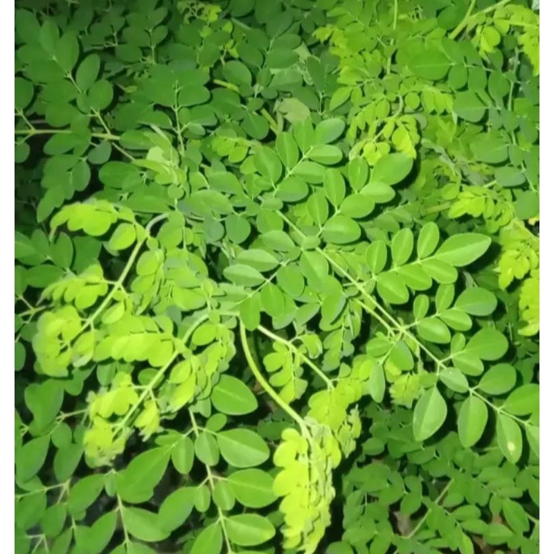 

Daun kelor segar daun baru metik