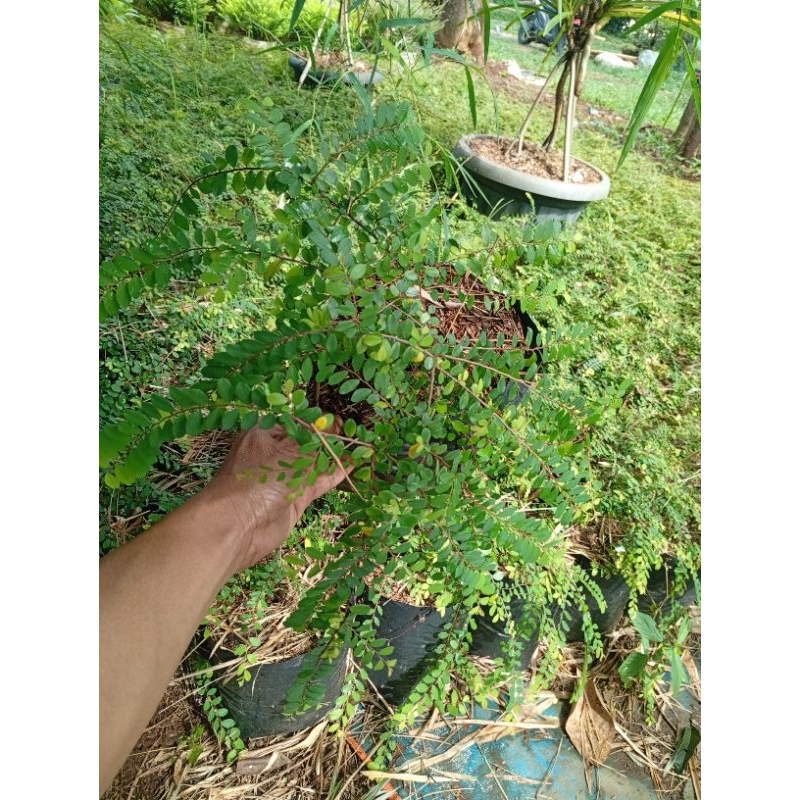 tanaman hias ekor merak