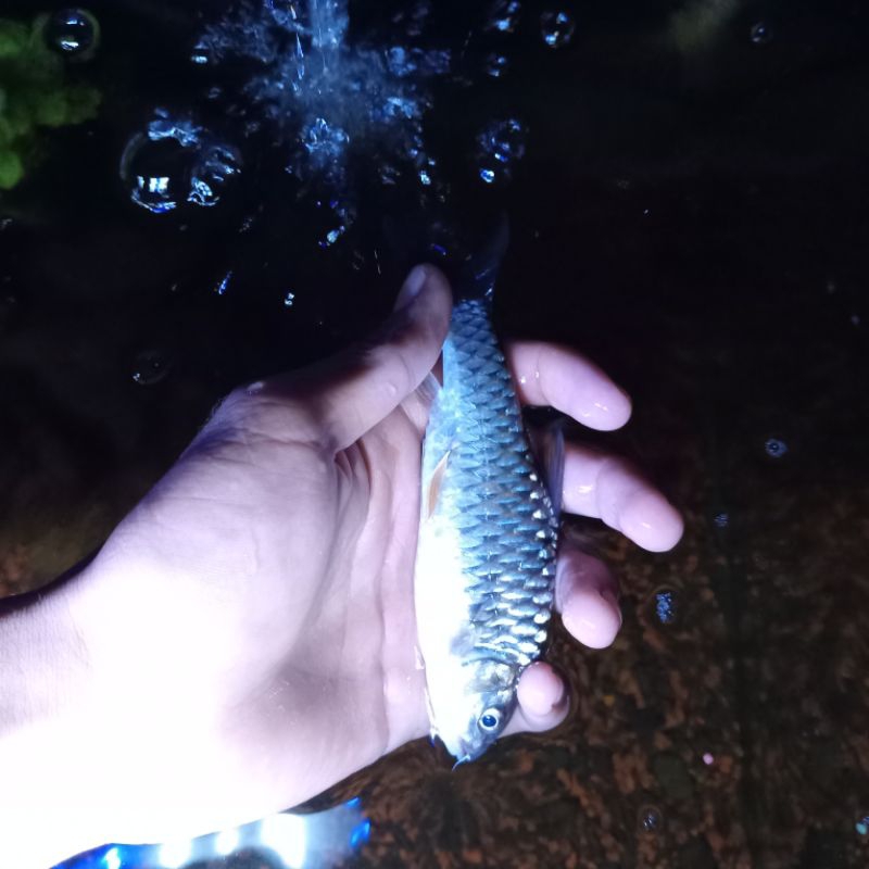 

ikan mahser thor tambara ukuran 15-20cm