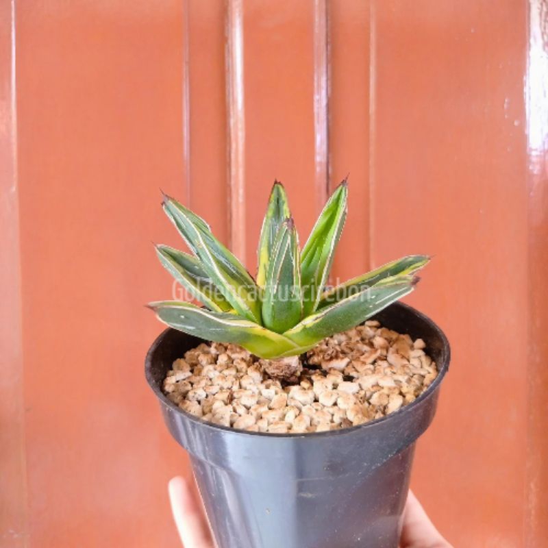 Agave Victoriae Reginae Varigata
