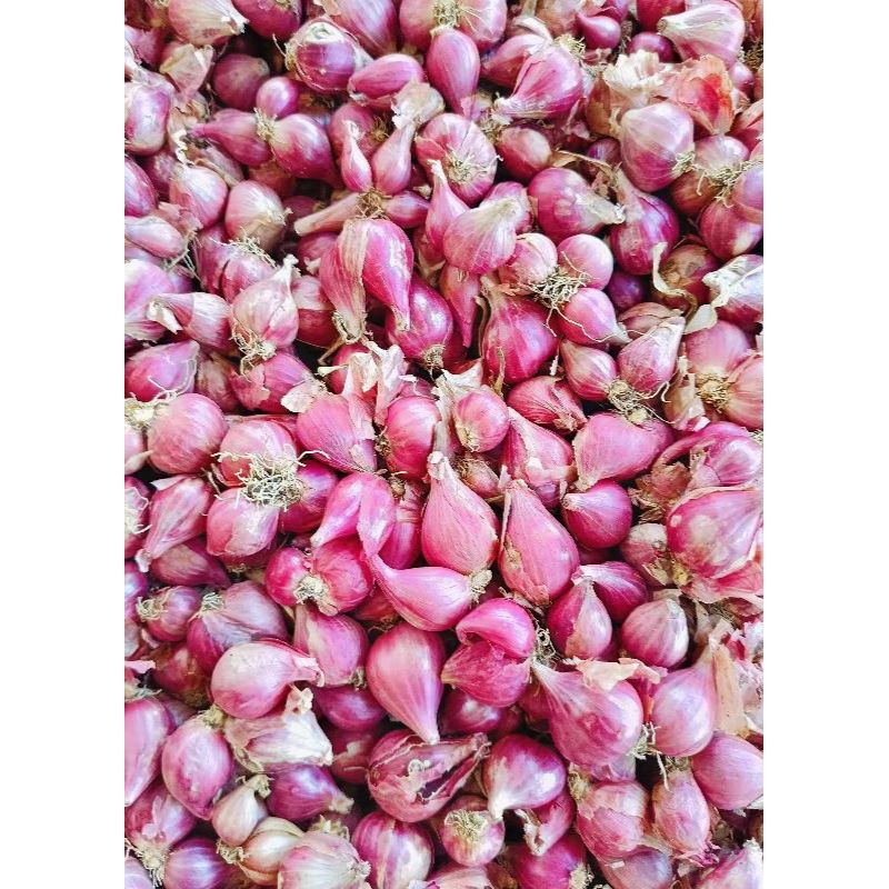 

Bawang merah super