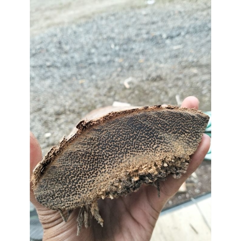 bahan kerajinan kayu liwung super berkualitas