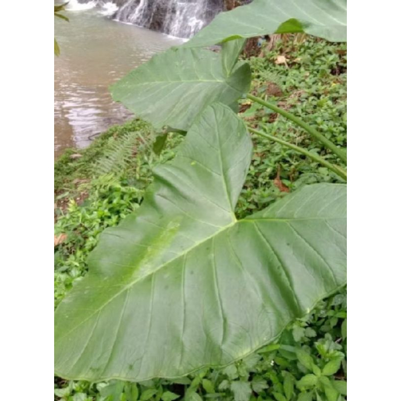 

daun talas gajah super 1000 gram