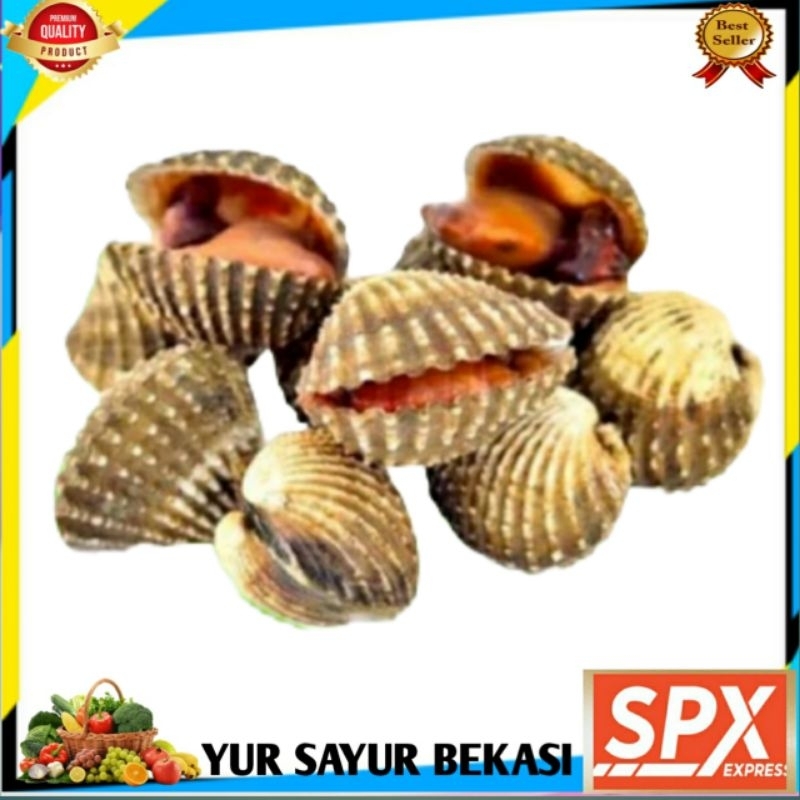 

Kerang Darah 1kg