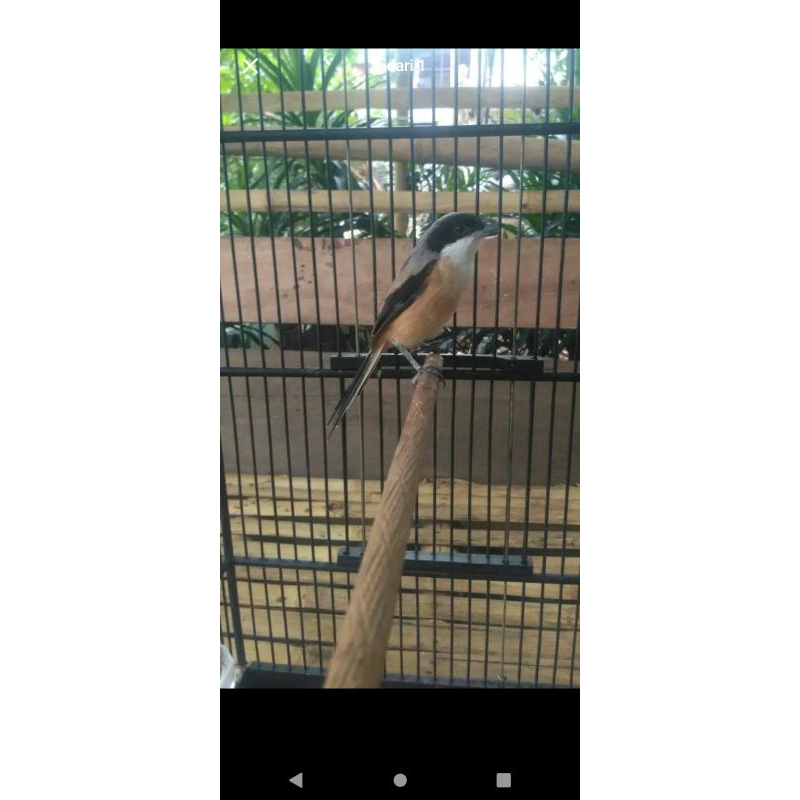 Burung Pentet Cendet Rajin jos