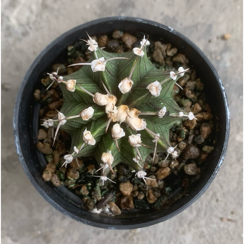 Kaktus Gymno LB Hybrid