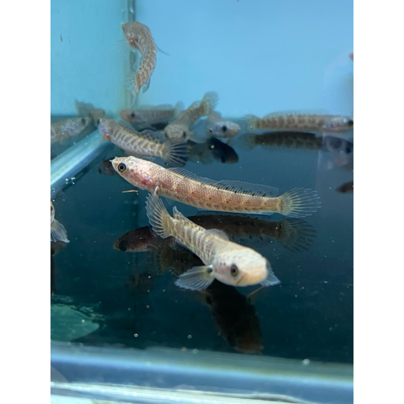 auranti wc india size 4-7cm